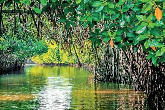 කඩොලාන පද්ධති 08ක් නව රක්ෂිත ලෙස ප්‍රකාශයට