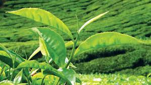 Tea crop up in May but YTD figure lags 