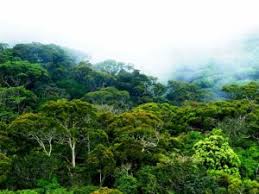 රජයේ වනාන්තර 16ක් රක්ෂිත ලෙස ගැසට් කෙරේ