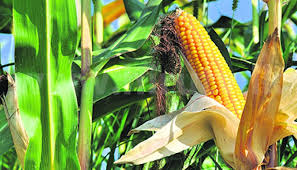 බඩඉරිඟු සැපයුම වැඩිදියුණු කිරීමට පස් අවුරුදු සැලැස්මක්
