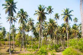 "පොල් දෙසතිය" විශේෂ  වැඩසටහන දිවයින පුරා ක්‍රියාත්මක කෙරේ
