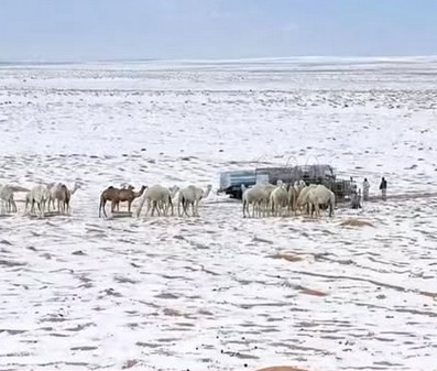 සෞදි අරා­බි­යට සියල්ල විමතියට පත් කරමින් හිමපතනයක්