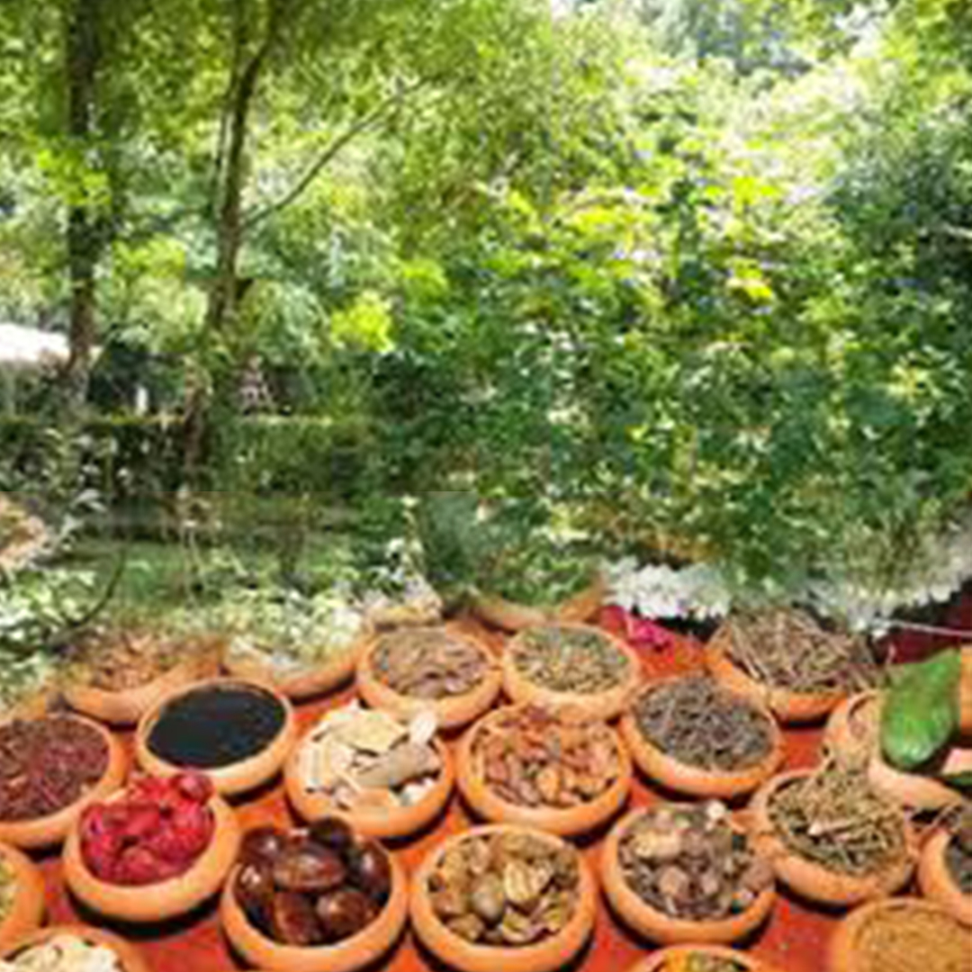 “ඔසු දිරිය” ඔසු වගා ප්‍රවර්ධන ව්‍යාපෘතිය බදුල්ලෙන් ඇරඹෙයි 