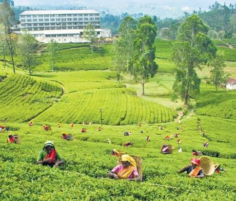“Ceylon Tea Village”  ජාතික වැඩසටහන ඇරඹේ