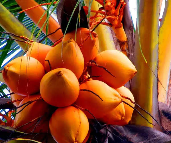 තැඹිලි වගාව විධිමත් කර අපනයන ආදායම ඉහළ නැංවීමට නව වැඩපිළිවෙළක්