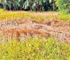 එල්නිනෝ නියඟයෙන් හානියට පත් වගාවන්ට රක්ෂණ වන්දි ගෙවීම් අඛණ්ඩව