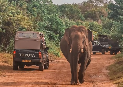 යාල ජාතික වනෝද්‍යානයට නියඟයෙන් දැඩි බලපෑම්