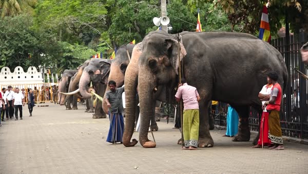 පෙරහැරේ යන අලි ඇතුන්ටත් සම්මාන පළඳනා