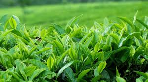 තේ කර්මාන්තය  ඉහළ නැංවීමට වැඩපිවෙළක්