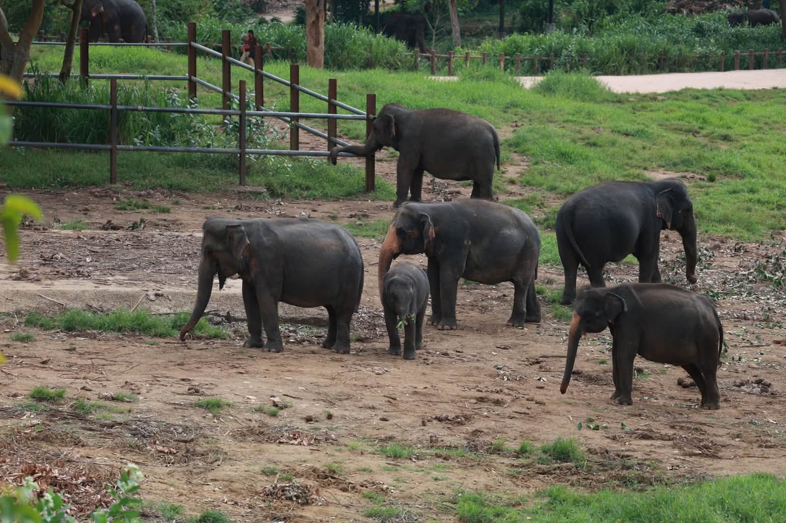 ලෝක අලි දින සැමරුම පින්නවල අලි සංරක්ෂණාගාරයේදී