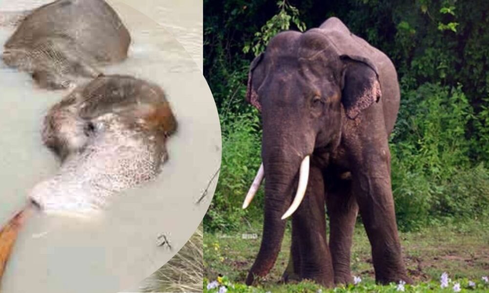 "භාතිය" යන්නම යයි 