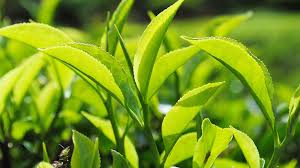 Tea export starts 2025 with modest growth in volume, value fluctuates