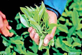 Tea crop falls in October, marginal growth for first 10 months of 2024 