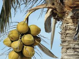පොල් ගැටලු ඉදිරිපත් කිරීමට දුරකථන අංකයක් 