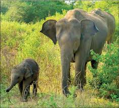වන අලින්ගේ සංචරණ සීමාවල බාධා ඉවත් කිරීමට කඩිනම් පියවර