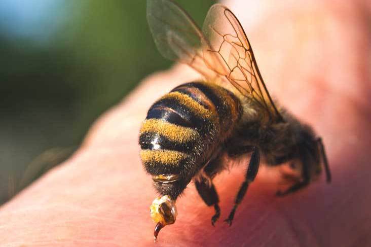 53 hospitalized following wasp attack