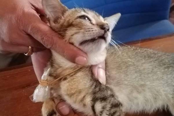 Heroin carrier Cat roams unharmed in prison premises-official