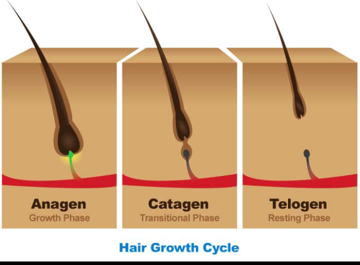 Life cycle of hair     