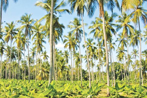 Coconut industry structural reforms get underway
