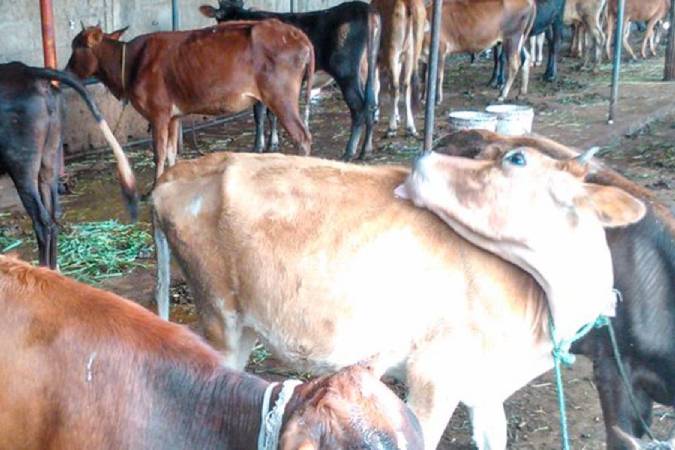 Cabinet approves proposal to ban cattle slaughter