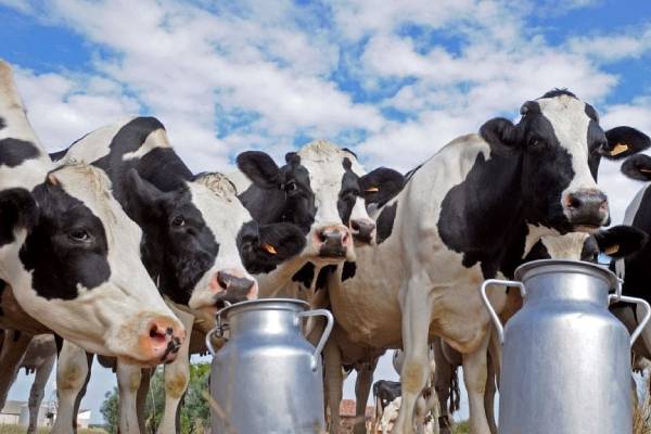 Cabinet approves proposal to import 2500 dairy cattle