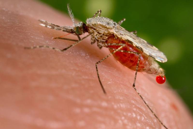Dengue outbreak reaches epidemic proportions