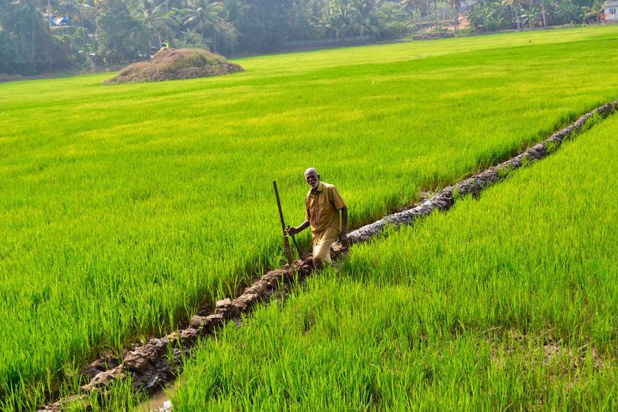 Government to purchase paddy from farmers
