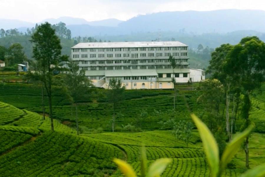 Tea export value up 14% to $ 650 m in first half; volume higher by 10%