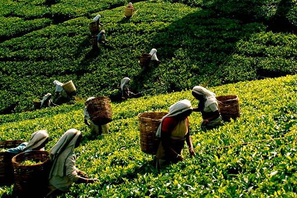 Tea crop hits new record highs but industry worried over fertiliser crisis