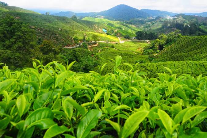 Tea exports suffer mega blow in March owing to COVID-19
